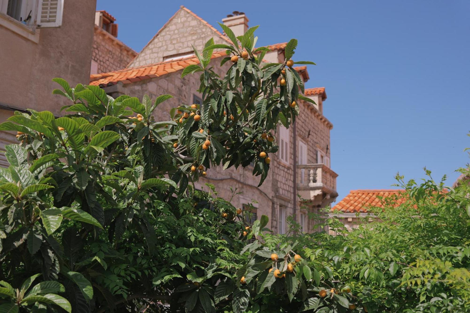 Old Town Green Oasis House دوبروفينك المظهر الخارجي الصورة